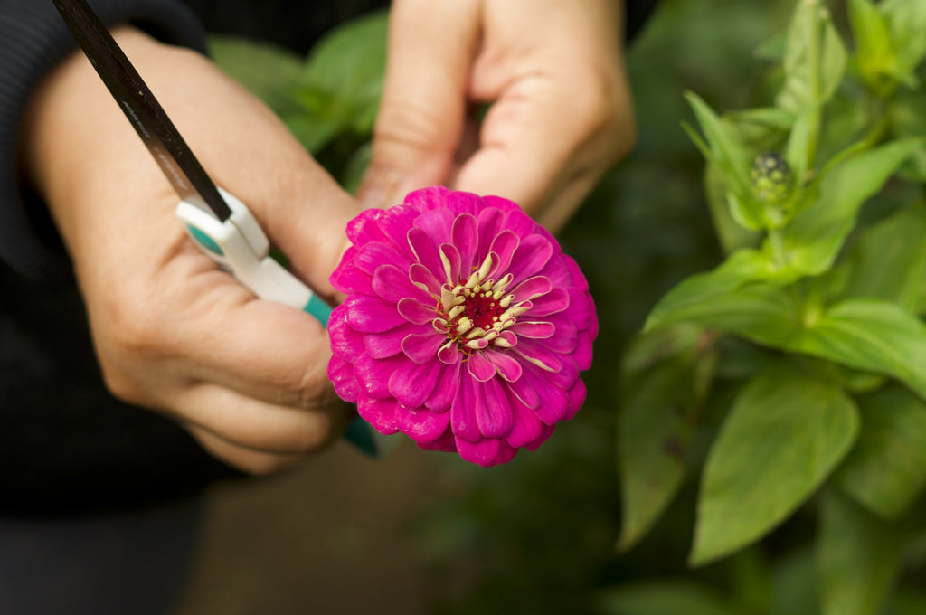 Best Flower Cutting Scissors