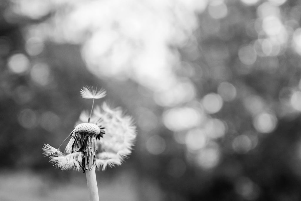 How Long Can Flowers Go Without Water?