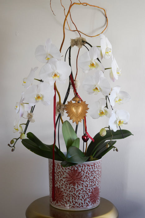 The Valentina Orchid