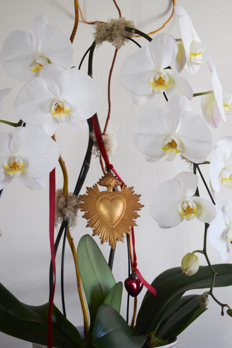 The Valentina Orchid