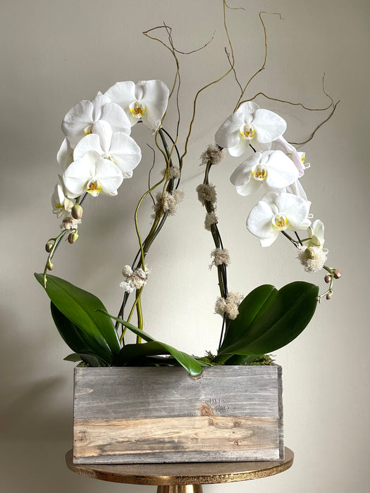 Wood Box Orchid Planter