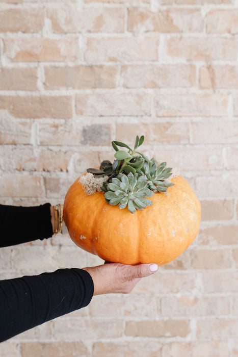 Fall Succulent Pumpkins