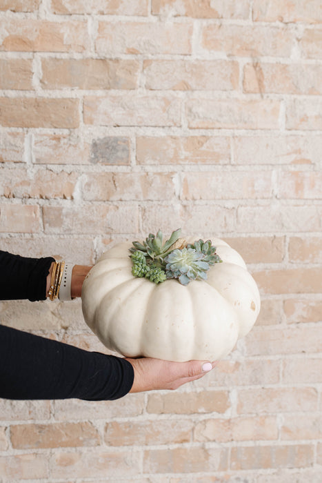 Fall Succulent Pumpkins
