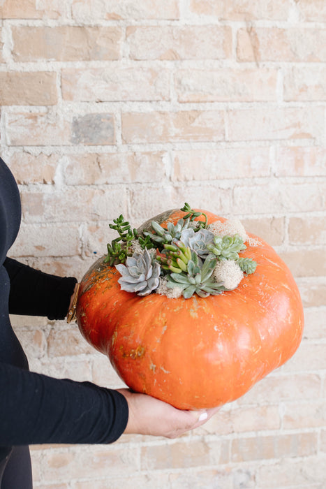 Fall Succulent Pumpkins