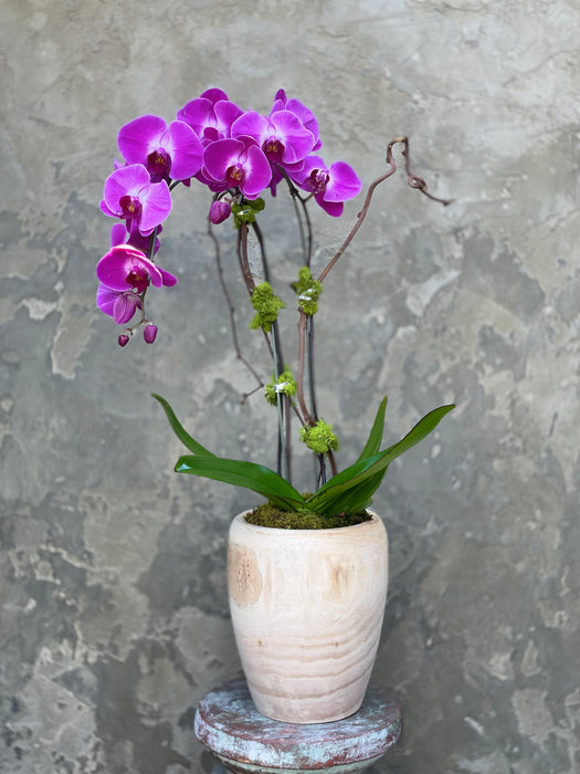 Staged orchid In Hand Carved Wood Pot