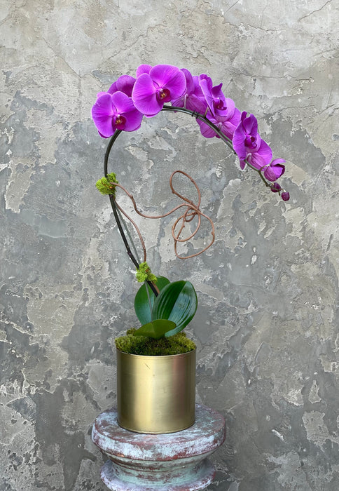 Staged Orchid in gold tin